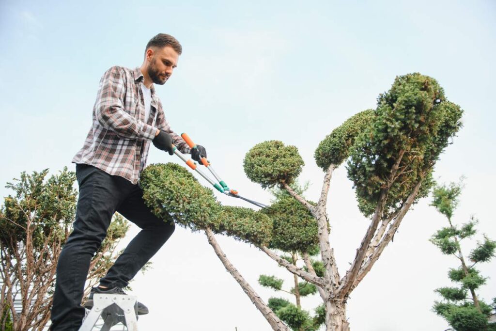 Garden worker trimming trees with scissors.