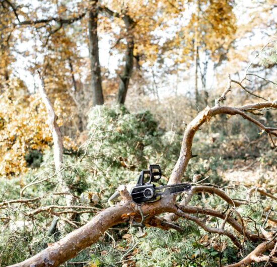 Pine forest with felled trees during a tree pruning process with a chainsaw