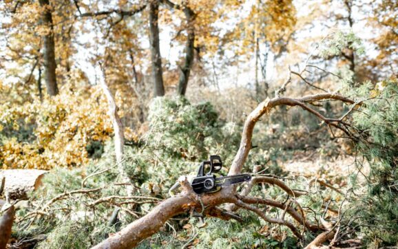 Pine forest with felled trees during a tree pruning process with a chainsaw