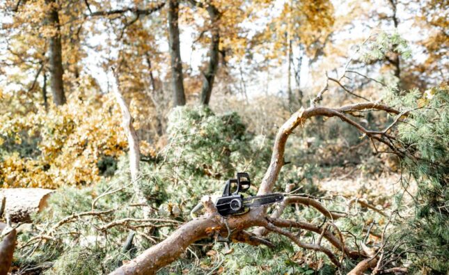 Pine forest with felled trees during a tree pruning process with a chainsaw