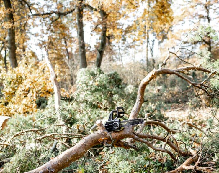 Pine forest with felled trees during a tree pruning process with a chainsaw