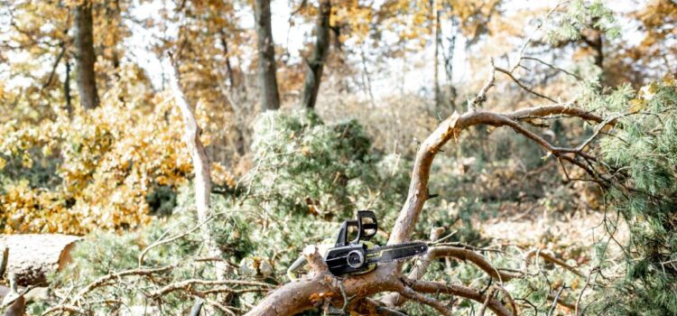 Pine forest with felled trees during a tree pruning process with a chainsaw