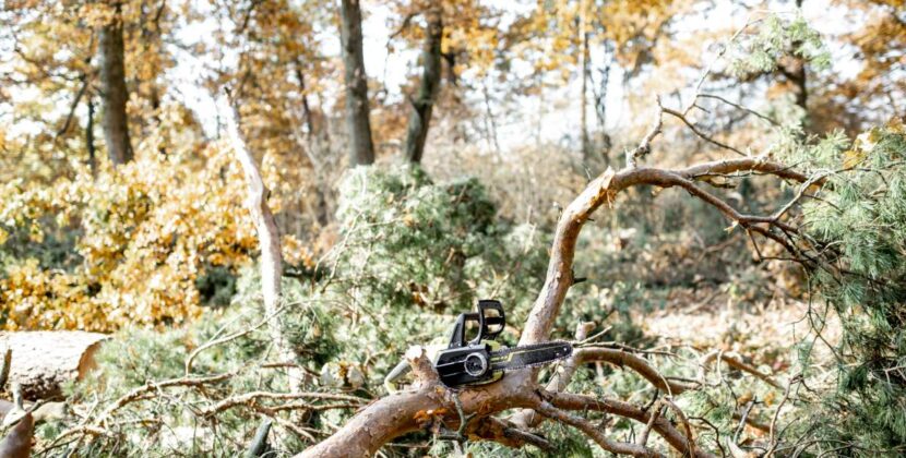 Why Tree Pruning is Important: What Happens if You Don’t Do It, and When Should You Prune?