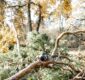 Pine forest with felled trees during a tree pruning process with a chainsaw