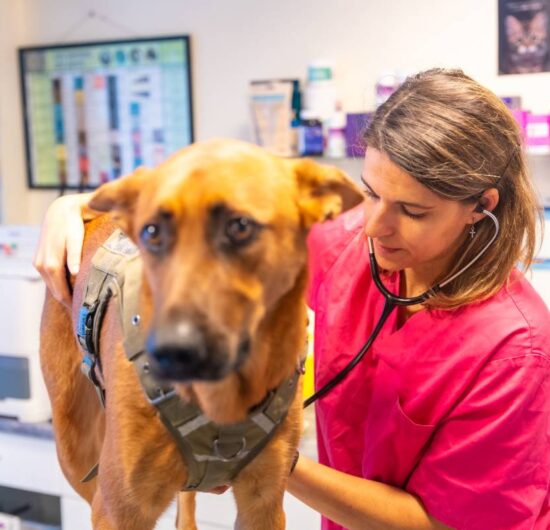 Veterinary clinic, veterinary woman analyzing a dog in routine control