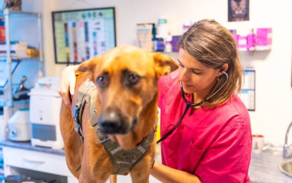 Veterinary clinic, veterinary woman analyzing a dog in routine control