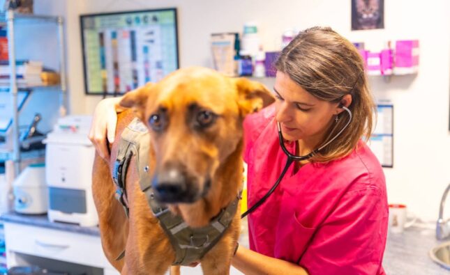 Veterinary clinic, veterinary woman analyzing a dog in routine control