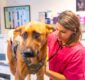 Veterinary clinic, veterinary woman analyzing a dog in routine control