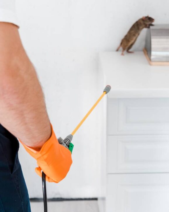 Pest Control in Australia: How Often and the Costs?