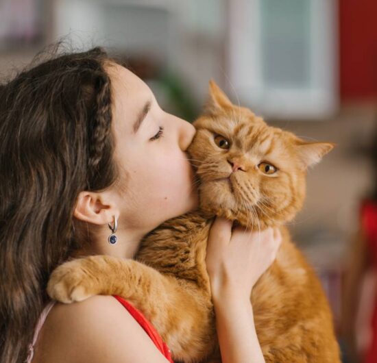 Baby girl holds her pet red British cat in her arms, kisses and sits with him on the couch at home