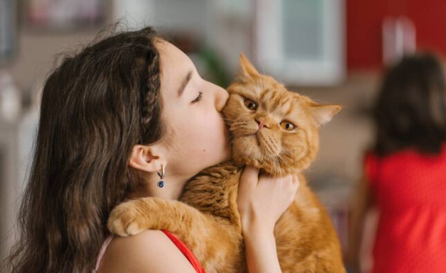Baby girl holds her pet red British cat in her arms, kisses and sits with him on the couch at home