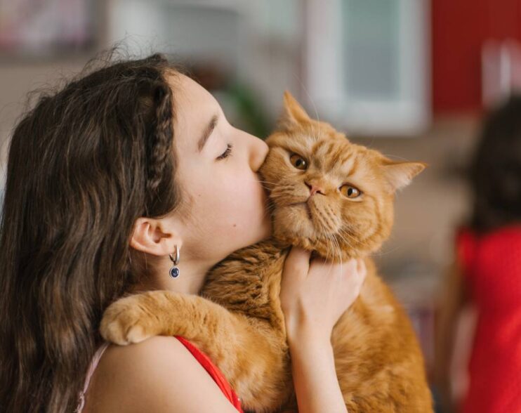 Baby girl holds her pet red British cat in her arms, kisses and sits with him on the couch at home