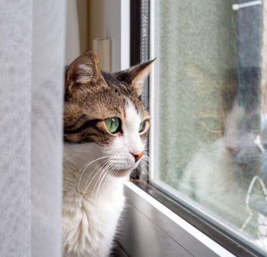 The tabby cat is watching out the window, there is a reflection in the glass.
