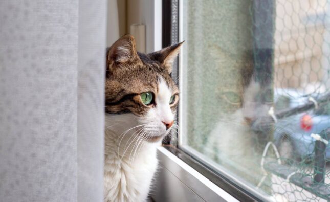 The tabby cat is watching out the window, there is a reflection in the glass.