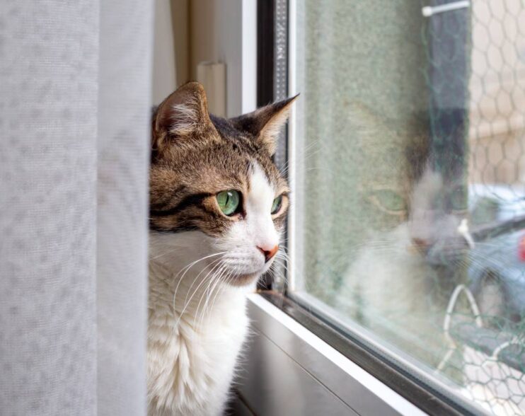 The tabby cat is watching out the window, there is a reflection in the glass.