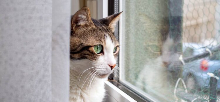 Cat Anxiety When Left Alone: Symptoms, Causes & How to Help