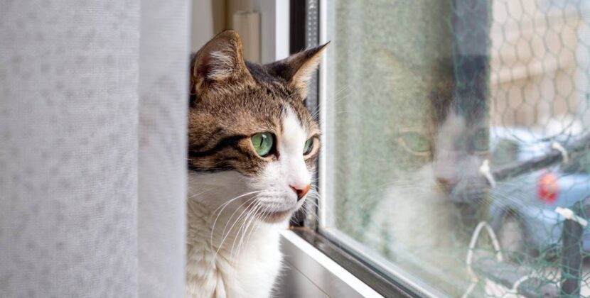 Cat Anxiety When Left Alone: Symptoms, Causes & How to Help