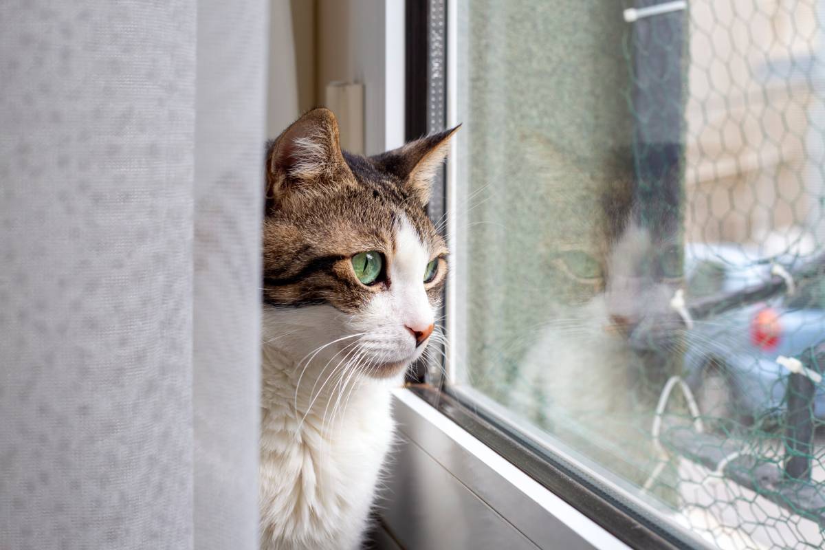 The tabby cat is watching out the window, there is a reflection in the glass.