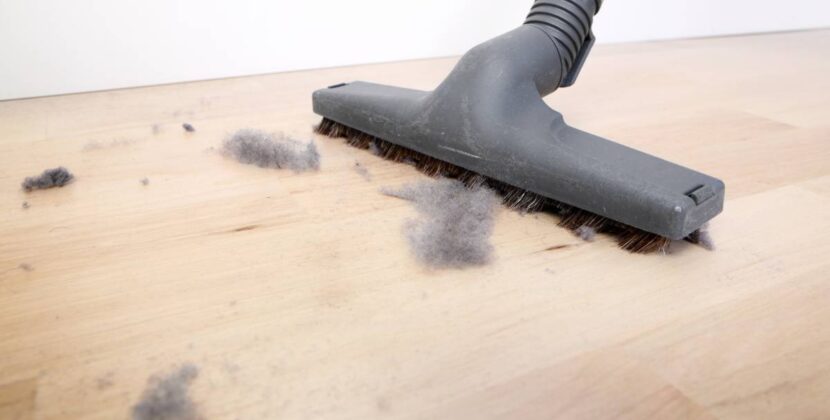 Why Is There Always Dust in My House? Pets & Solutions