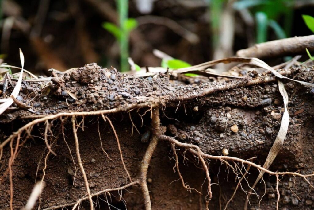 rhizome network of village green kikuyu